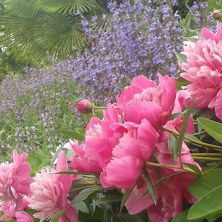 Ristorante Monterosa 3* Ameno